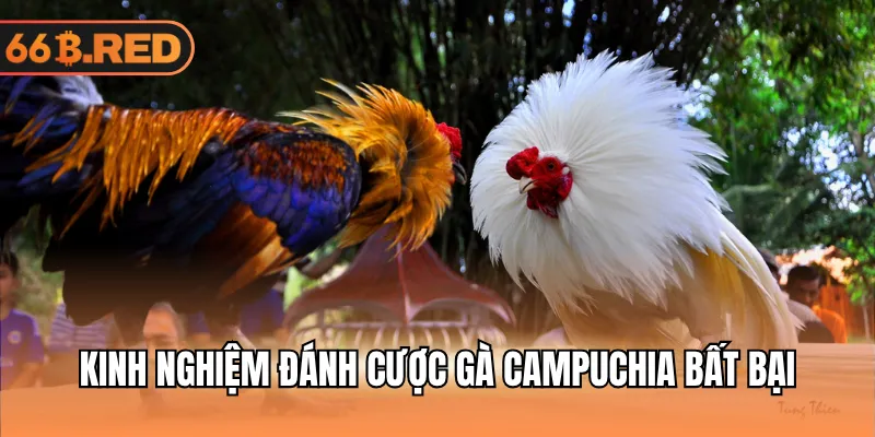 Kinh nghiệm đánh cược gà Campuchia bất bại